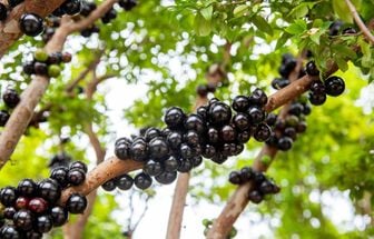 7 benefícios da jabuticaba para a saúde e como usá-la