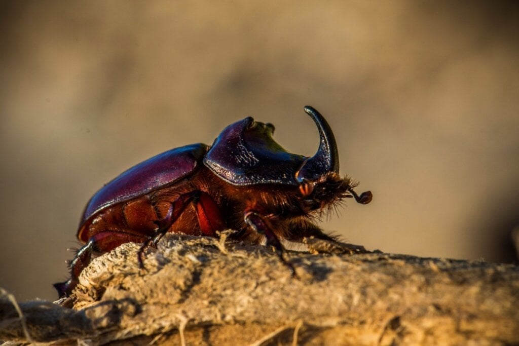 Apesar de pequeno, o besouro-rinoceronte esconde uma força impressionante (Imagem: Lukas_Vejrik | Shutterstock)