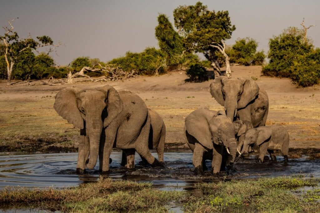 O elefante-africano pode levantar até 9 toneladas, o equivalente a um pequeno caminhão (Imagem: Vaclav Sebek | Shutterstock) 