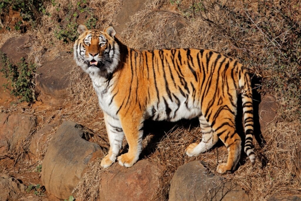 O tigre pode pesar até 300 kg e possui músculos extremamente desenvolvidos (Imagem: EcoPrint | Shutterstock) 