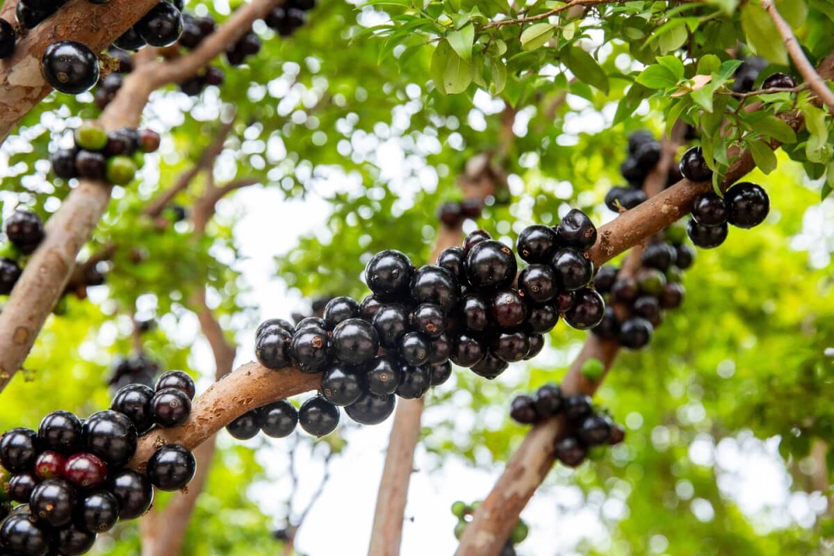 Os benefícios da jabuticaba podem ser aproveitados por meio da polpa, da casca e até das sementes (Imagem: litchima | Shutterstock)