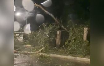 Após chuvas em Belém, árvore de grande porte cai no Bosque Rodrigues Alves