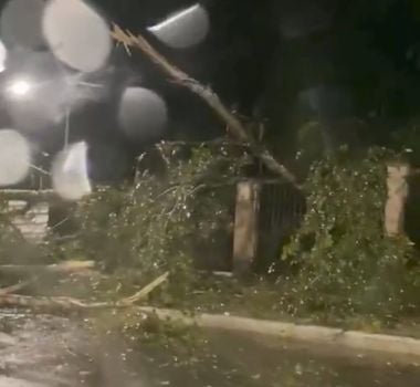 Imagem - Após chuvas em Belém, árvore de grande porte cai no Bosque Rodrigues Alves