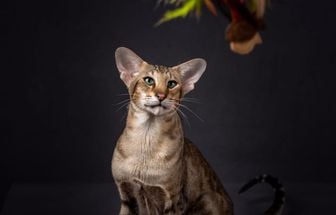 4 características do gato da raça oriental shorthair 