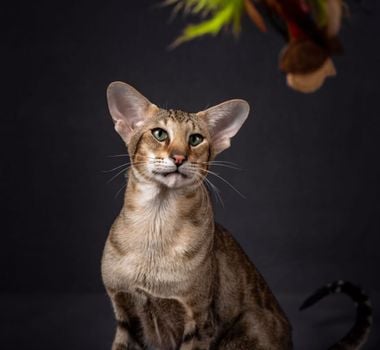 Imagem - 4 características do gato da raça oriental shorthair 