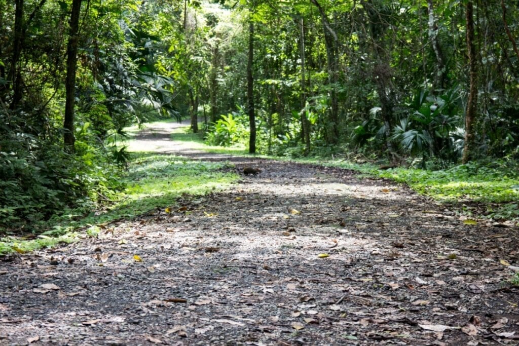 O Parque Metropolitano é um dos maiores parques urbanos da América Latina (Imagem: Tommaso Cazzaniga | Shutterstock) 