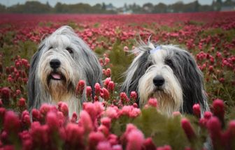 4 características do cachorro da raça bearded collie 