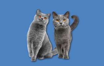 7 diferenças entre as raças british shorthair e chartreux 