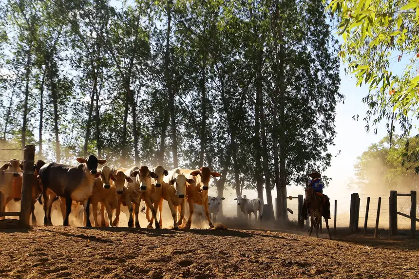 Imagem - Taxa do agronegócio não será mais cobrada no Pará; entenda