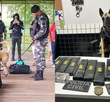 Imagem - No Pará, homem foge da polícia, abandona mala e cão farejador acha 10kg de drogas