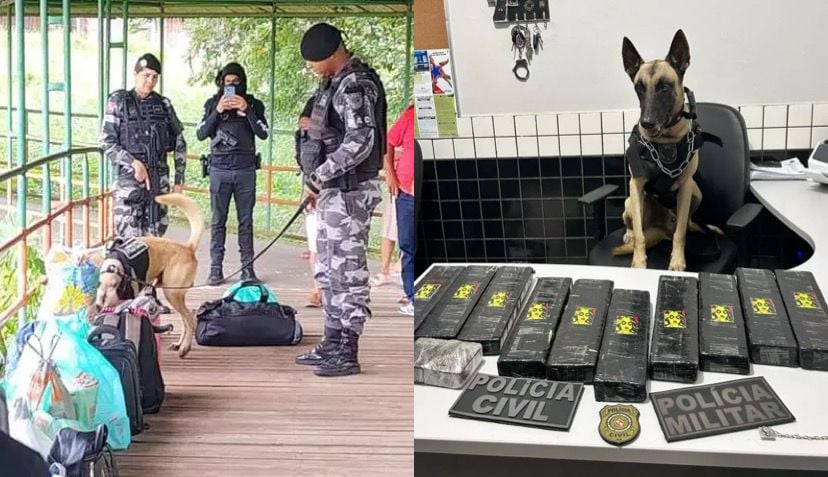 Thor, o cão farejador da polícia, foi o responsável por encontrar 10 kgs de substância análoga à maconha, em Barcarena.