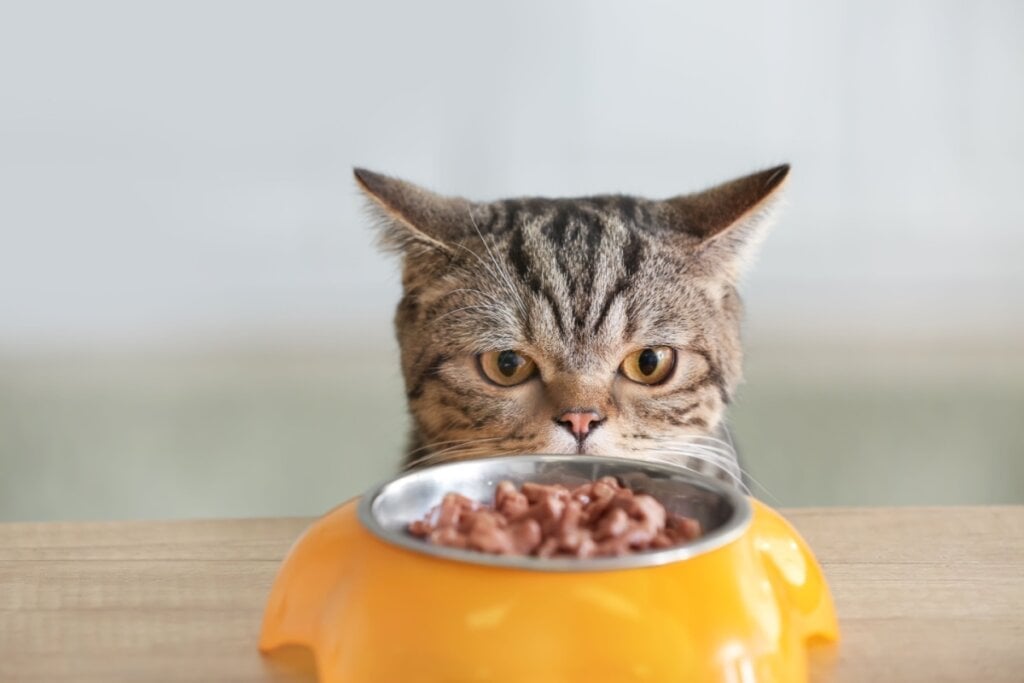 O cuidado com a alimentação do gato é importante para ajudar a prevenir doenças renais (Imagem: Pixel-Shot | Shutterstock)