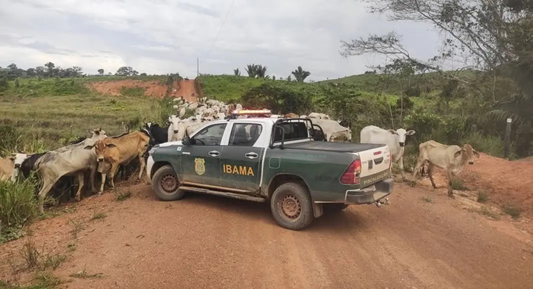 Imagem - Ibama apreende mais de 1.200 bovinos no Pará