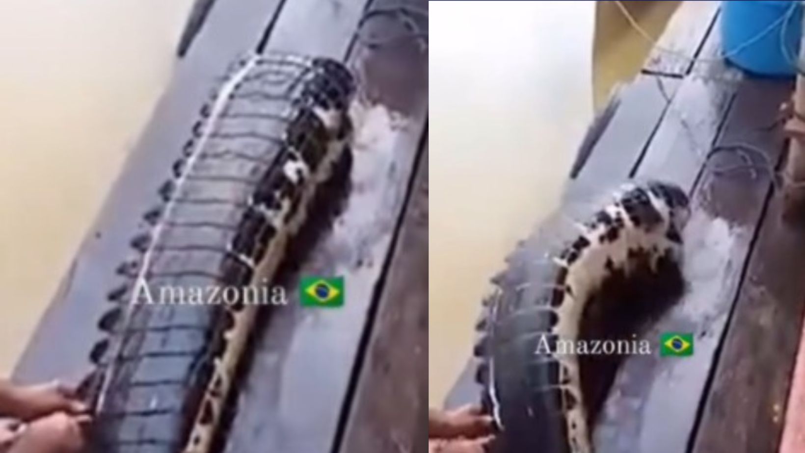 Imagem - Ribeirinho deixa cauda de jacaré escapar e família quase fica sem almoço; assista