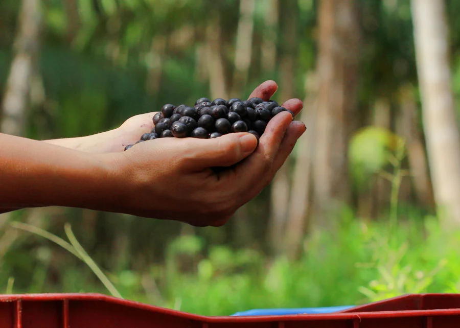 Imagem - Pará vai apresentar combustível e asfalto a partir de caroços de açaí, na COP-30