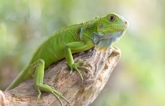 4 cuidados essenciais com animais silvestres de estimação