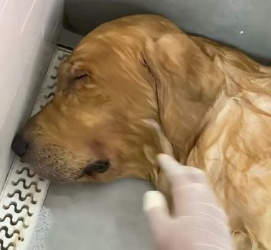 Imagem - Golden retriever se rende ao sono durante banho; assista