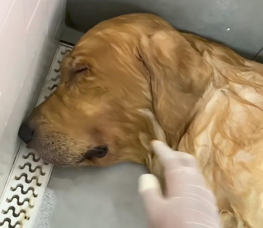 Imagem - Golden retriever se rende ao sono durante banho; assista