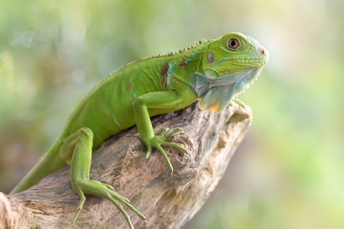 Imagem - 4 cuidados essenciais com animais silvestres de estimação