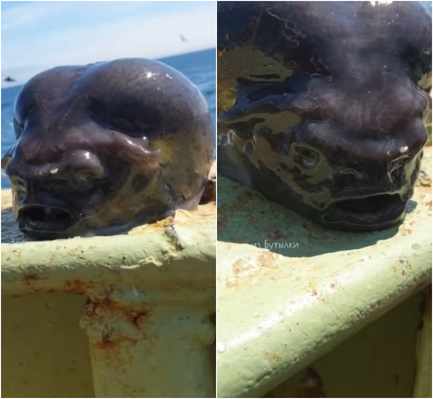 Pescador russo captura peixe com aparência alienígena e intriga internautas