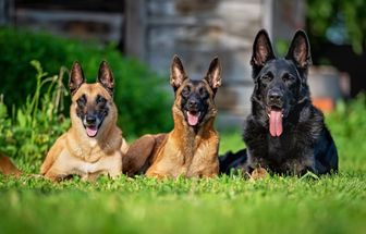 7 diferenças entre as raças pastor alemão e pastor belga malinois 