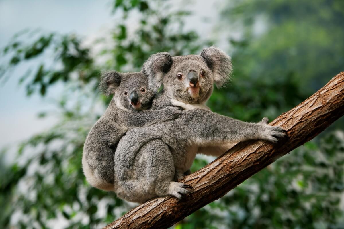 Alguns animais chamam atenção por sua aparência e comportamento fofo (Imagem: slowmotiongli | Shutterstock) 