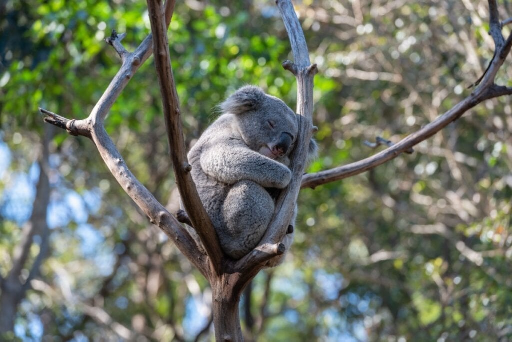 O coala tem uma aparência adorável e comportamento tranquilo (Imagem: N_Sakarin | Shutterstock) 