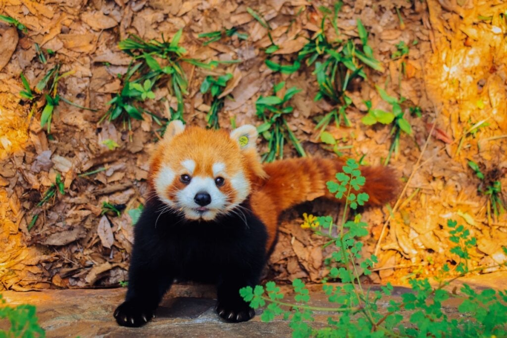 O panda-vermelho é um mamífero arborícola de pequeno porte e mede entre 50 e 64 cm de comprimento (Imagem: Jilin Su | Shutterstock) 