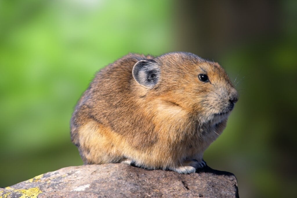 O pika-de-Ili é encontrado exclusivamente nas montanhas Tian Shan, na China (Imagem: SANDARU-KGL | Shutterstock)