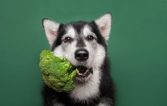 7 alimentos que ajudam na limpeza dos dentes do cachorro 