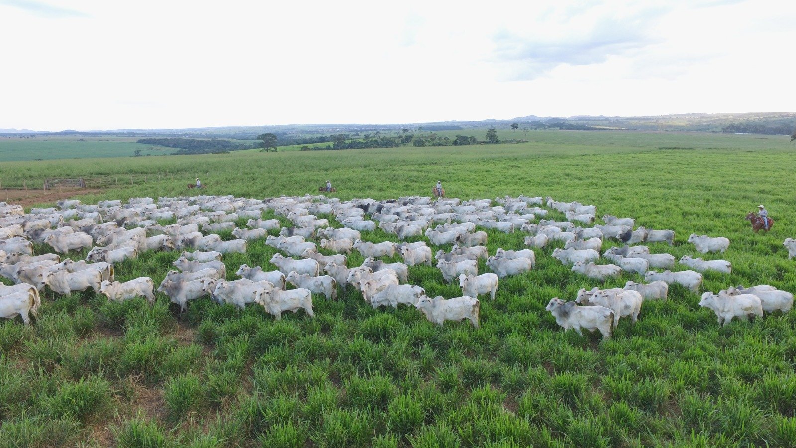 Imagem - Mais de 1 mil propriedades rurais no Pará alcançam regularização ambiental