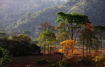 Estado do Pará expande projeto de reflorestamento na APA Triunfo do Xingu