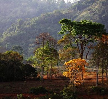 Imagem - Estado do Pará expande projeto de reflorestamento na APA Triunfo do Xingu