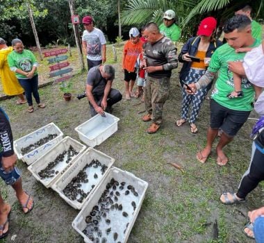 Imagem - Soltura de mais de 500 quelônios reforça conservação na Floresta Estadual de Faro