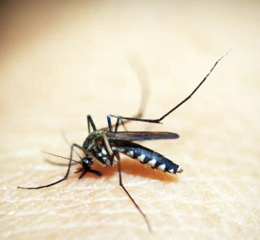 Imagem - Brasil soma mais de 500 mil casos de dengue; queda de quase 70%