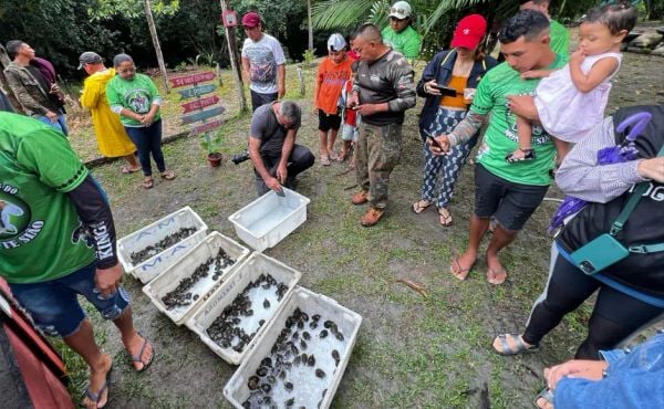 Soltura de mais de 500 quelônios reforça conservação na Floresta Estadual de Faro