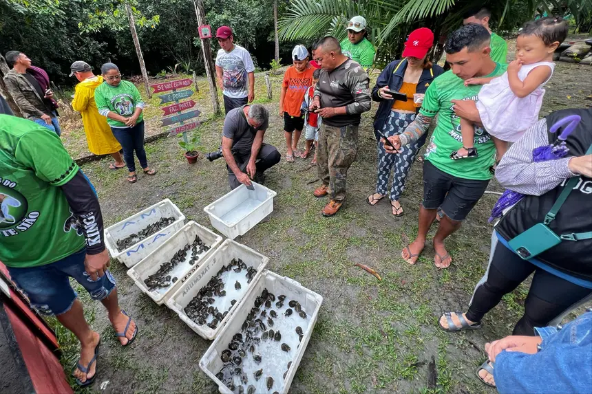 Imagem - Soltura de mais de 500 quelônios reforça conservação na Floresta Estadual de Faro