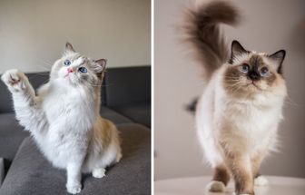 8 diferenças entre as raças de gato birmanês e ragdoll 