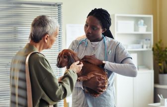 Veja sinais que indicam a necessidade de ir ao veterinário