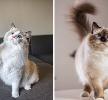 Imagem - 8 diferenças entre as raças de gato birmanês e ragdoll 