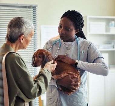 Imagem - Veja sinais que indicam a necessidade de ir ao veterinário