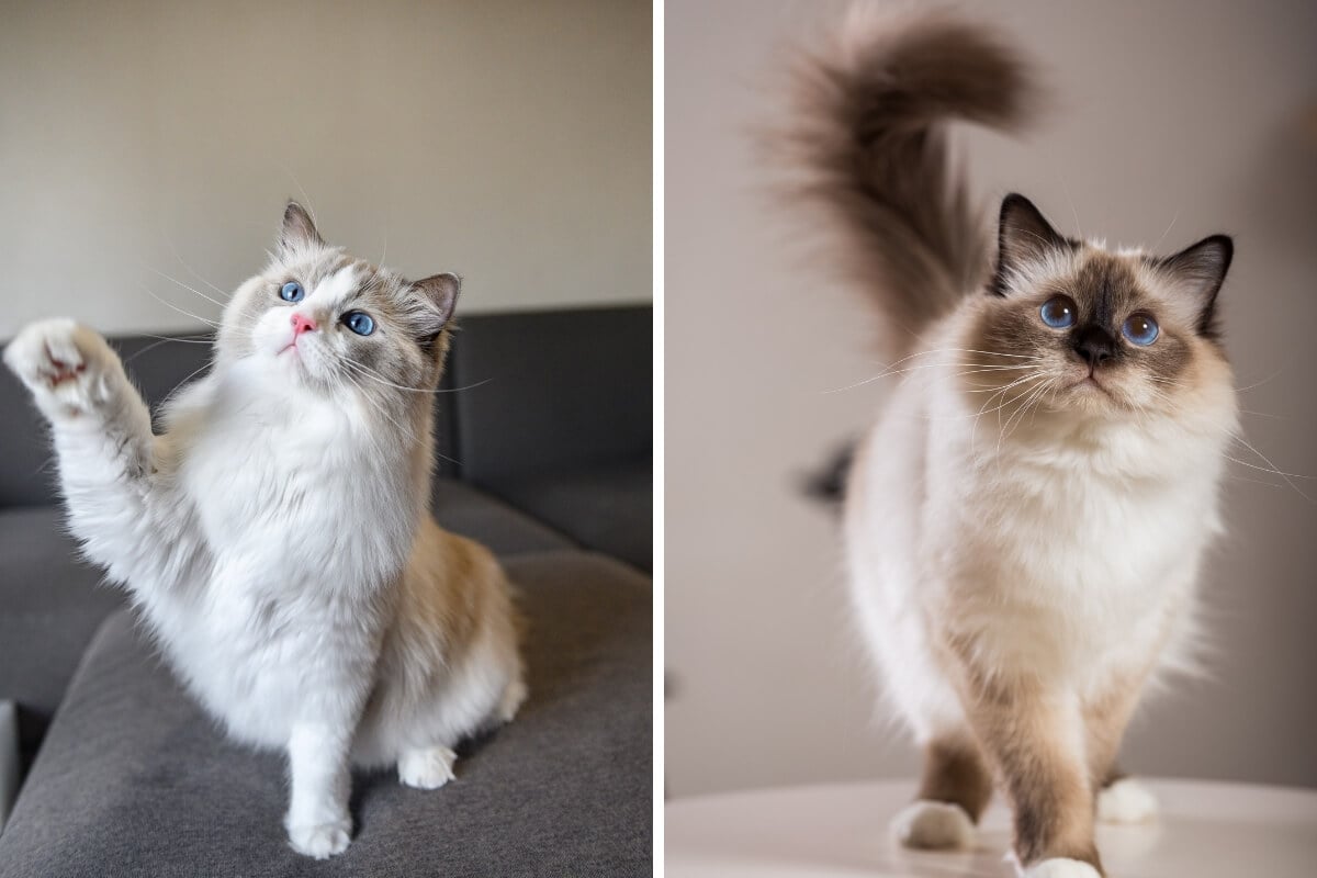 O ragdoll e o birmanês diferem em diversos aspectos (Imagens: OPM.D e Borkin Vadim | Shutterstock)