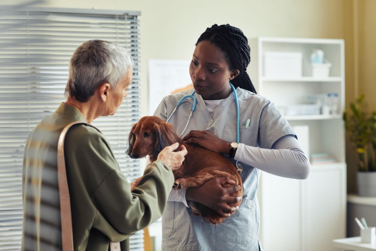 Os tutores devem estar atentos aos sinais que indicam que os pets precisam de um veterinário (Imagem: SeventyFour | Shutterstock) 