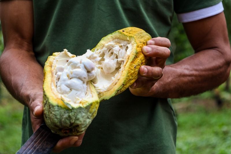 Entre 2000 e 2023, a agricultura do Pará apresentou crescimento médio de 7,6% ao ano no valor da produção. 