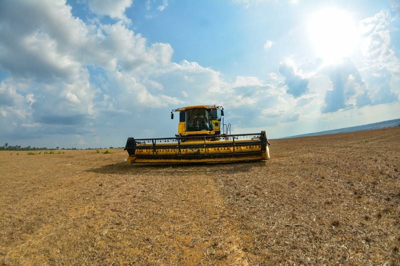 Pará é líder na produção de soja, milho, cacau e búfalos. 