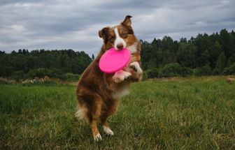 8 brinquedos para acalmar o cachorro 