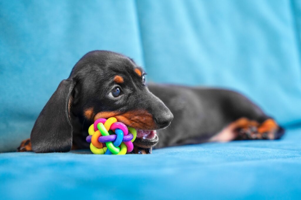 As bolinhas interativas emitem sons que estimulam o instinto de caça dos cachorros (Imagem: Masarik | Shutterstock) 