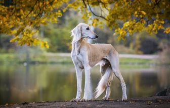 4 características do cachorro da raça saluki 