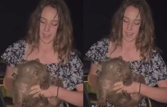 Vídeo: Influenciadora é criticada após tirar filhote de wombat da mãe para fazer foto