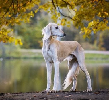 Imagem - 4 características do cachorro da raça saluki 